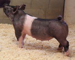 Sire: Hands To Yourself<br>
Sire of Dam: Sunshine & Whiskey 27-2br>
DOB: 3/30/2021
