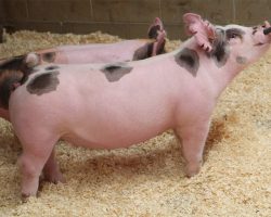 Sire: Foresight <br>
Sire of Dam: Californicatation 265-6br>
DOB: 4/1/2021