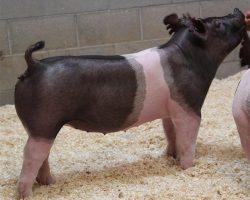 Sire: Trumpet <br>
Sire of Dam: 225K 73-2br>
DOB: 4/1/2021