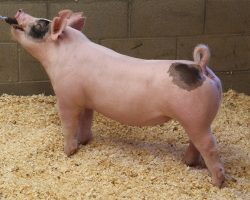 Sire: Hands To Yourself <br>
Sire of Dam: Sun Daze 149-6br>
DOB: 4/1/2021