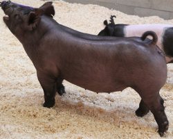 Sire: Hands To Yourself <br>
Sire of Dam: Short Bus 12-3br>
DOB: 4/1/2021