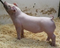 Sire:Oscar Meyer<br>
Sire of Dam:Jack In The Box 130-8<br>
DOB: 6/1/2021