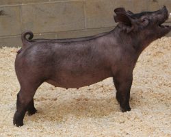 Sire: Junior <br>
Sire of Dam: On Point 196-6br>
DOB: 4/7/2021