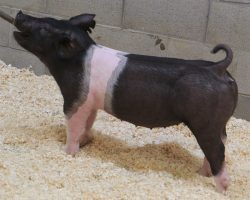 Sire: Sun Daze<br>
Sire of Dam: Collusion 42-12br>
DOB: 4/7/2021