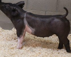 Sire: Sun Daze<br>
Sire of Dam: Collusion 42-12br>
DOB: 4/7/2021