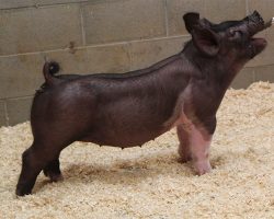 Sire: Trumpet<br>
Sire of Dam: Sunshine & Whiskey 132-4br>
DOB: 4/9/2021