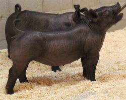 Sire: Hands To Yourself<br>
Sire of Dam: On Point 224-7br>
DOB: 4/9/2021