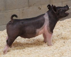 Sire: Hands To Yourself<br>
Sire of Dam: Square Edge 85-10br>
DOB: 4/12/2021