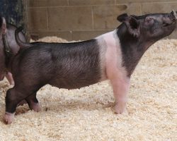 Sire: BR 64-1<br>
Sire of Dam: Outta Line 6-4br>
DOB: 4/13/2021