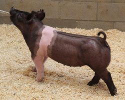 Sire: Trumpet<br>
Sire of Dam: Sun Daze 201-4br>
DOB: 4/14/2021