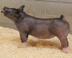 Sire: Hands To Yourself<br>
Sire of Dam: Outta Line 191-1br>
DOB: 4/15/2021