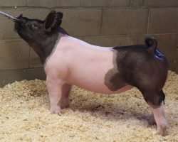 Sire: Hands To Yourself<br>
Sire of Dam: Bad Man 99-4br>
DOB: 4/15/2021