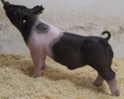 Sire: BD 40-1<br>
Sire of Dam: Foresight 198-6<br>
Weight: 59<br>
COMMENTS: <BR>
• POWERHOUSE pair to lead the sale off with out of BD 40-1!<BR>
• Dam is a dynamite young sow that was a dominant show gilt for Amanda Carter in the northwest in 2020 (Foresight x Blurred Vision x Visionary)<BR>
• These barrows offer monster bone, a huge chest floor, and awesome body shape in an ultra square, athletic package. This is what it takes to win in 2022!
<BR>
<br>
<a href="https://youtu.be/GD3EEr0ryPs" target="_blank" rel="noopener noreferrer">YOUTUBE LINK</a>