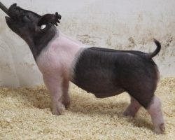 Sire: BD 40-1<br>
Sire of Dam: Foresight 198-6<br>
Weight: 57<br>
COMMENTS: <BR>
• POWERHOUSE pair to lead the sale off with out of BD 40-1!<BR>
• Dam is a dynamite young sow that was a dominant show gilt for Amanda Carter in the northwest in 2020 (Foresight x Blurred Vision x Visionary)<BR>
• These barrows offer monster bone, a huge chest floor, and awesome body shape in an ultra square, athletic package. This is what it takes to win in 2022!
<BR>
<br>
<a href="https://youtu.be/jABCWN2R8AM" target="_blank" rel="noopener noreferrer">YOUTUBE LINK</a>