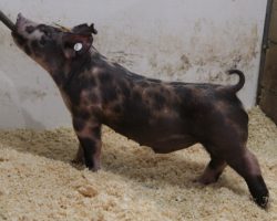 Sire: 3 Peat<br>
Sire of Dam:May We All 209-7<br>
Weight: 57<br>
COMMENTS: <BR>
• Exciting pair of 3 Peat barrows here out of one of the very best May We All daughters we retained from last year (May We All x On Target 108-4)<BR>
• 3 Peat highlighted much of our January sale set and we have as much confidence in these barrows feeding as anything in the set<BR>
• Ultra square built, extended from their shoulder forward, and they are built like athletes!
<BR>
<br>
<a href="https://youtu.be/5e51pSk9lTI" target="_blank" rel="noopener noreferrer">YOUTUBE LINK</a>