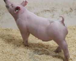 Sire: 3 Peat<br>
Sire of Dam:May We All 209-7<br>
Weight: 55<br>
COMMENTS: <BR>
• Exciting pair of 3 Peat barrows here out of one of the very best May We All daughters we retained from last year (May We All x On Target 108-4)<BR>
• 3 Peat highlighted much of our January sale set and we have as much confidence in these barrows feeding as anything in the set<BR>
• Ultra square built, extended from their shoulder forward, and they are built like athletes!
<BR>
<br>
<a href="https://youtu.be/Lvjfdt6DEJg" target="_blank" rel="noopener noreferrer">YOUTUBE LINK</a>
