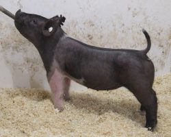 Sire: BD 40-1<br>
Sire of Dam: Foresight 198-6<br>
Weight: 64<br>
COMMENTS: <BR>
• These 226 litter gilts are mates to lots 1 and 2 and no doubt this litter is flat killer!<BR>
• Dam is a dynamite young sow that was a dominant show gilt for Amanda Carter in the northwest in 2020 (Foresight x Blurred Vision x Visionary)<BR>
• They come with stupid bone in an awesome built, square package, and we love their extension and maturity pattern. If you’re looking for a gilt to win at CYAE, Indiana State Fair, or basically anywhere, better check this pair out!
<BR>
<br>
<a href="https://youtu.be/Yndce6iAvn4" target="_blank" rel="noopener noreferrer">YOUTUBE LINK</a>