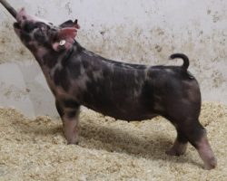 Sire: BD 40-1<br>
Sire of Dam: Foresight 198-6<br>
Weight: 68<br>
COMMENTS: <BR>
• These 226 litter gilts are mates to lots 1 and 2 and no doubt this litter is flat killer!<BR>
• Dam is a dynamite young sow that was a dominant show gilt for Amanda Carter in the northwest in 2020 (Foresight x Blurred Vision x Visionary)<BR>
• They come with stupid bone in an awesome built, square package, and we love their extension and maturity pattern. If you’re looking for a gilt to win at CYAE, Indiana State Fair, or basically anywhere, better check this pair out!
<BR>
<br>
<a href="https://youtu.be/O2Ry0bMK308" target="_blank" rel="noopener noreferrer">YOUTUBE LINK</a>