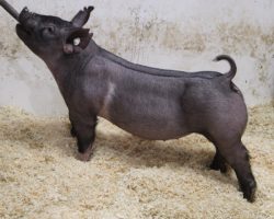 Sire: BR 64-1<br>
Sire of Dam: Bed Bug 205-10<br>
Weight: 70<br>
COMMENTS: <BR>
• We absolutely fell in love with these 219 litter gilts when we were sorting the set and they will WOW you with their sheer stoutness and power<BR>
• They are as stout headed and bold ribbed as they come, we love how opened up they are in their chest, and they’re extra square and mobile off both ends
<BR>• Dynamite young, ultra-productive momma behind these girls (Bed Bug x Kiss My Socks x Sunshine & Whiskey 27-6 x Renig 28-9)<BR>
• These are not only the kind that can win on a big level, but in our experience the kind that goes home and makes the next herd boar as well
<BR>
<br>
<a href="https://youtu.be/aQCsTi1G6is" target="_blank" rel="noopener noreferrer">YOUTUBE LINK</a>