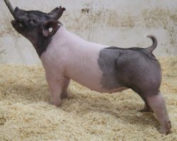 Sire: BR 64-1<br>
Sire of Dam: Bed Bug 205-10<br>
Weight: 74<br>
COMMENTS: <BR>
• We absolutely fell in love with these 219 litter gilts when we were sorting the set and they will WOW you with their sheer stoutness and power<BR>
• They are as stout headed and bold ribbed as they come, we love how opened up they are in their chest, and they’re extra square and mobile off both ends
<BR>• Dynamite young, ultra-productive momma behind these girls (Bed Bug x Kiss My Socks x Sunshine & Whiskey 27-6 x Renig 28-9)<BR>
• These are not only the kind that can win on a big level, but in our experience the kind that goes home and makes the next herd boar as well
<BR>
<br>
<a href="https://youtu.be/0ky9v-IHWRE" target="_blank" rel="noopener noreferrer">YOUTUBE LINK</a>
