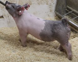 Sire: Killshot<br>
Sire of Dam: May We All 78-8<br>
Weight: 74<br>
COMMENTS: <BR>
• Super sexy blue gilt that instantly commands attention! <BR>
• She offers a sharp, yet stout look combined with an awesome set of running gears and a square, correct build!<BR>
• Dammed by a super stout (May We All x Teen Spirit x Sunshine & Whiskey) momma and out of an extremely good, consistent litter. Sire Killshot at Morgans is linebred Best Man.<BR>
• This is the kind that is super fun to roll out to the jackpots all spring and then hit them hard at State Fair or CYAE when it’s all said and done!<BR>
<br>
<a href="https://youtu.be/SFShsXkuHVA" target="_blank" rel="noopener noreferrer">YOUTUBE LINK</a>