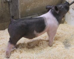Sire: BD 40-1<br>
Sire of Dam: Rockstar 196-5<br>
Weight: 52<br>
COMMENTS: <BR>
• Killer barrow prospect here out of our very favorite sow on the farm – 196-5 (Rockstar x Bad Man x Fame Monster)<BR>
• These BD pigs have proven to be as stout boned as any sire we have ever used and that’s definitely the case here.<BR>
• This guy stout skulled, huge chested, bold centered, and comes with an awesome build and elite proportions. We think he can be big time!
<BR>
<br>
<a href="https://youtu.be/k25Z01-ww4E" target="_blank" rel="noopener noreferrer">YOUTUBE LINK</a>