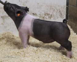 Sire: BD 40-1<br>
Sire of Dam: Visionary 254-2<br>
Weight: 52<br>
COMMENTS: <BR>
• BD 40-1 on Outbreak and Breaking Bad’s mom!<BR>
• Study the photo here and it doesn’t take long to realize this is one mega stout rascal! <BR>
• We love how massive his head and skull are, and from there back he offers an enormous ribcage, ultra heavy legs, and he patterns up awesome from the side<BR>
• Powerhouse momma behind this one that never misses. This guy looks like he can be fed well into late summer as well!
<BR>
<br>
<a href="https://youtu.be/NNlvPhoi3eM" target="_blank" rel="noopener noreferrer">YOUTUBE LINK</a>