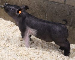 Sire: Hands To Yourself<br>
Sire of Dam: Wedding Night 245-5<br>
Weight: 27<br>
COMMENTS: <BR>
• Lot 12 is one neat little rascal! <BR>
• His dam is a littermate to Wedlocked (Wedding Night x Kissing Cousins 89-5 – Lock it Up’s mom) and this is her first litter<BR>
• This guy is ultra hairy and dense in his build and we love how square and correct he is off either end.<BR>
• For those shopping for Midwest State Fairs or CYAE barrows – better look real hard here!