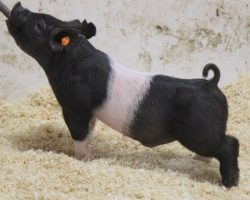 Sire: One Step Closer<br>
Sire of Dam: Up Down 124-6<br>
Weight: 36<br>
COMMENTS: <BR>
• We had several litters this set sired by One Step Closer (Cruel Intentions x Wedding Night) at Herren and Gormans and these pigs are LEGIT! <BR>
• The dam of lot 13 is a littermate to Lexi’s Reserve Grand Gilt Overall at the 2019 Arizona Nationals and she has been an awesome generating sow for us (Up Down x Jack Daniels x Wedding Night)<BR>
• Stout noggin, big bold features, and lots of hair along with a square build and great running gears!
<BR>
<br>
<a href="https://youtu.be/-6jinoYcRpU" target="_blank" rel="noopener noreferrer">YOUTUBE LINK</a>