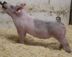 Sire: Foresight<br>
Sire of Dam: May We All 153-7<br>
Weight: 57<br>
COMMENTS: <BR>
Super fun blue one here that’ll be awesome to run in the light cross division at the jackpots this spring and summer but no doubt be best at the end. <BR>
• Foresight continues to be a “go-to” sire for us on gilts and he never lets us down – this one is extra stout featured with an awesome hip and hind leg, and she comes with tremendous extension up front as well. <BR>
• Impressive young first-parity momma behind this one (May We All x Teen Spirit x Sunshine & Whiskey).
<BR>
<br>
<a href="https://youtu.be/Y_0PUBC3dIs" target="_blank" rel="noopener noreferrer">YOUTUBE LINK</a>