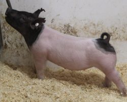 Sire: Foresight<br>
Sire of Dam: Outbreak 141-7<br>
Weight: 74<br>
COMMENTS: <BR>
• Outstanding, ultra complete yet elite-looking gilt here!
• When it’s all said and done, this girl is going to be a truck and we love how gorgeous she is from the profile! <BR>
• First parity momma behind her (Outbreak x Sunshine & Whiskey 104-1) that was extremely productive in the crate.<BR>
• This is the kind that sneaks up and whoops them all in the end!
<BR>
<br>
<a href="https://youtu.be/Q1CUpXknsP4" target="_blank" rel="noopener noreferrer">YOUTUBE LINK</a>