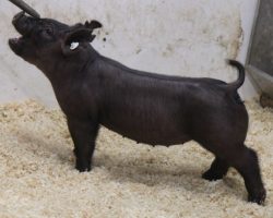 DOB: 11/23/2021<br>
Sire: BD 40-1<br>
Sire of Dam: Breaking Rules 64-9<br>
Weight on 1/25: 42<br>
COMMENTS: <BR>
• This jet black gilt is going to make her new owner very happy and honestly she’s the kind we shouldn’t be selling. <BR>
• Sired by BD 40-1 bred back to his aunt (littermate sister to BR 64-1), she offers a linebred pedigree and a flat AWESOME build. <BR>
• Bold chested, tall fronted, and heavy duty in her skeleton, we love her maturity pattern and wherever she winds up this one makes a killer show gilt and even better addition to someone’s sow herd.
<BR>
<br>
<a href="https://youtu.be/DFDi0_HkllU" target="_blank" rel="noopener noreferrer">YOUTUBE LINK</a>