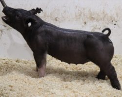 Sire: BD 40-1<br>
Sire of Dam: Visionary 254-2<br>
Weight: 50<br>
COMMENTS: <BR>
• Powerful mate to lot 11 barrow that is sired by BD 40-1 on Outbreak and Breaking Bad’s mom! <BR>
• She offers a massive skull and center rib, bold chest, and heavy legs with a correct built and a neat look from the side. <BR>
• This sow family that goes back to the great 3-6 Swagger x Black Attack sow has been really good to us and no doubt there will be tons of endpoint value here.
<BR>
<br>
<a href="https://youtu.be/6YCwzgpDeBE" target="_blank" rel="noopener noreferrer">YOUTUBE LINK</a>
