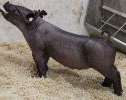 Sire: Wedlocked<br>
Sire of Dam: Breakthrough 277-7<br>
Weight: 44<br>
COMMENTS: <BR>
• These Wedlocked pigs continue to impress us and we will have a TON of them in the next two sales. <BR>
• Lot 18 reads to be the kind that is just so complete and correct everywhere and will come with all the power she needs, much like her dad at this stage. <BR>
• Great built, awesome on the profile, and ultra-athletic, we are way in here!
<BR>
<br>
<a href="https://youtu.be/jHzRFwmYUvs" target="_blank" rel="noopener noreferrer">YOUTUBE LINK</a>