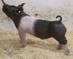 Sire: Try Harder<br>
Sire of Dam: Monster Square 46-1<br>
Weight: 63<br>
COMMENTS: <BR>
• 19 is a stud!! We have been in love with this dude since the day we started sorting.<BR>
• He’s got an incredible momma who has achieved more than almost any sow we’ve ever had. Monster Square 46-1 raised the Grand Barrow at the 2017 Indiana State Fair and the Grand Overall Commercial Gilt at 2018 OYE. She’s old but she’s still around for a reason – she continues to get it done! <BR>
• Study the photo here and not much description needed – this guy is LEGIT!<BR>
<br>
<a href="https://youtu.be/saFwOsM1Zig" target="_blank" rel="noopener noreferrer">YOUTUBE LINK</a>