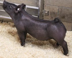 Sire: Hands To Yourself<br>
Sire of Dam: Outta Line 126-9<br>
Weight: 61<br>
COMMENTS: <BR>
• STUD of a black barrow here that is going to be real fun come May/June! <BR>
• Dam is an extra powered Up Outta Line x Straight Survivor 87-6 sow who shares the same dam as BD 40-1. Sire Hands to Yourself continues to kill it for us – he recently sired our Champion Hamp Barrow at Texas National . <BR>
• Big legged, big chested, stout skulled, and just mega stout everywhere with good proportions and a correct skeleton. We are WAY IN here! <BR>
<br>
<a href="https://youtu.be/fhlhGFWQKg0" target="_blank" rel="noopener noreferrer">YOUTUBE LINK</a>