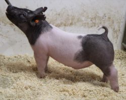 Sire: American Spirit <br>
Sire of Dam: May We All 132-7<br>
Weight: 69<br>
COMMENTS: <BR>
• We are really high on this pair of 215 litter American Spirit barrows and these are the kind that become hammers come late May, early June! <BR>
• Dam 132-7 is out of Outbreak and Breaking Bad’s mom (Visionary 254-2), and she herself is a littermate to May We All 132. <BR>
• American Spirit sired the Grand Overall at Texas National just two weeks ago and we are working him in the current breeding plans as much as possible! <BR>
• These barrows are extra big legged, robust in their center rib, and ultra comfortable off both ends with a great look.
<BR>
<br>
<a href="https://youtu.be/k-nUKBP-ZO0" target="_blank" rel="noopener noreferrer">YOUTUBE LINK</a>