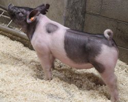 Sire: American Spirit <br>
Sire of Dam: May We All 132-7<br>
Weight: 69<br>
COMMENTS: <BR>
• We are really high on this pair of 215 litter American Spirit barrows and these are the kind that become hammers come late May, early June! <BR>
• Dam 132-7 is out of Outbreak and Breaking Bad’s mom (Visionary 254-2), and she herself is a littermate to May We All 132. <BR>
• American Spirit sired the Grand Overall at Texas National just two weeks ago and we are working him in the current breeding plans as much as possible! <BR>
• These barrows are extra big legged, robust in their center rib, and ultra comfortable off both ends with a great look.
<BR>
<br>
<a href="https://youtu.be/zZEcssjhCTw" target="_blank" rel="noopener noreferrer">YOUTUBE LINK</a>