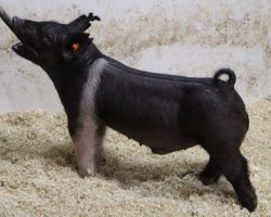Sire: Snafu <br>
Sire of Dam: Kissing Cousins 89-5<br>
Weight on: 56<br>
COMMENTS: <BR>
• No doubt the most anticipated and asked about litter of this set was the 221’s and they sure haven’t let us down! <BR>
• These guys are dammed by Lock It Up and Wedlocked’s mom and they are absolute creatures to look at! They sell intact as they are very obviously boar prospects, but can be cut and be killer barrows for this summer. <BR>
• While lot 23 is so incredibly stout in his skull and features, 24 offers a sharper, more extended look with a shot more shape. Study the photos and videos and please contact us with any questions – they guys are incredibly fun!
<BR>
<br>
<a href="https://youtu.be/bIgf5euAVvQ" target="_blank" rel="noopener noreferrer">YOUTUBE LINK</a>