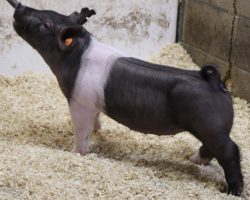 Sire: Foresight<br>
Sire of Dam: Breaking Rules 64-5<br>
Weight: 51<br>
COMMENTS: <BR>
• We love this little Foresight gilt and she’s dammed by the very best littermate sister to BR 64-1, “Scout”, who was shown by Amanda Carter summer and fall of 2021 and got lots done in the northwest (Breaking Rules x Bad Man 51-1 x Cowboy Swag). <BR>
• She’s extra stout featured and comfortable off both ends with a big ribcage and an awesome look from the side. Classy and sharp enough to win as a little gilt this spring, yet has what it takes to be her best come July/August when it counts most!
<BR>
<br>
<a href="https://youtu.be/1lE6bagaxOE" target="_blank" rel="noopener noreferrer">YOUTUBE LINK</a>