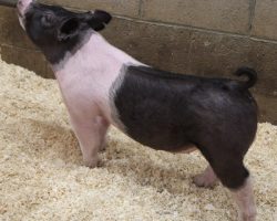 Sire: Try Harder<br>
Sire of Dam: Shine On 143-7<br>
Weight: 61<br>
COMMENTS: <BR>
• We’ve been really high on this little Try Harder gilt, she’s so complete and yet offers some extras in terms of look and bone. <BR>
• Dam 143-7 (Shine On x Wedding Night x No Fare 10-11) is a killer young sow that’s extra productive and no doubt this gilt will have some incredible value as a female after her show career. <BR>
• Moderate in her kind, yet tall fronted and still busted up good underneath, with a dynamic profile and awesome running gears.
<BR>
<br>
<a href="https://youtu.be/ueUq_hV12y8" target="_blank" rel="noopener noreferrer">YOUTUBE LINK</a>
