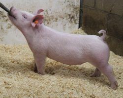 Sire: Foresight<br>
Sire of Dam: Nomad 25-9<br>
Weight: 49<br>
COMMENTS: <BR>
• Mega stout, solid white Foresight gilt here and she will impress the toughest critic! Foresight continues to do an awesome job and is a go-to sire for gilts here. <BR>
• Dam Nomad 25-9 we purchased from Eric Polich at Breeders Best last year. <BR>
• Square, boxy, hairy, and did we mention big legged along with a killer pattern and sharp look from the side!
<BR>
<br>
<a href="https://youtu.be/NkVfffVfLOg" target="_blank" rel="noopener noreferrer">YOUTUBE LINK</a>
