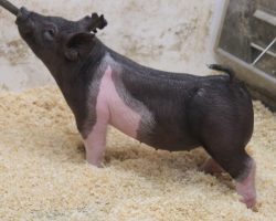 Sire: One Step Closer<br>
Sire of Dam: Sun Daze 57-9<br>
Weight: 49<br>
COMMENTS: <BR>
• Lot 29 is as thick as they come this set and we really think this one can get super fun by late summer. <BR>
• Short bodied, stout skulled, and enormous through his center body, this guy reads square everywhere and he is going to have a HUGE back when it’s all said done! <BR>
• Dam 57-9 is a killer young Sun Daze x Bad Man sow and sire One Step Closer is the popular Cruel Intentions x Wedding Night boar at Herren/Gormans.
<BR>
<br>
<a href="https://youtu.be/Wza-7UKb87M" target="_blank" rel="noopener noreferrer">YOUTUBE LINK</a>