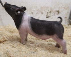 Sire: Try Harder<br>
Sire of Dam: Foresight 115-12<br>
Weight: 56<br>
COMMENTS: <BR>
• The 227 litter Try Harders are maybe as deep of a litter as we have in the offering and we really expect a lot of things out of these barrows. They offer an impeccable skeleton in a stout, hairy package and they read to be the kind that only gets better as they mature. <BR>
• Dam Foresight 115-12 is Anything Goes’ mom and she is one of our very best young sows in production. <BR>
• Study the photos and videos here, we have LOTS of confidence in these guys. They come with as much stoutness as anything and we love their build and maturity pattern! <BR>
• NOTE: Lot 33 had a scrotal hernia that was fixed by out vet last week. He is healing great and doing well.
<BR>
<br>
<a href="https://youtu.be/70McnsvU8rM" target="_blank" rel="noopener noreferrer">YOUTUBE LINK</a>