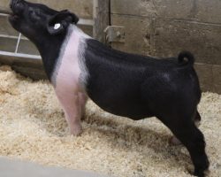 Sire: Try Harder<br>
Sire of Dam: Foresight 115-12<br>
Weight: 67<br>
COMMENTS: <BR>
• The 227 litter Try Harders are maybe as deep of a litter as we have in the offering and we really expect a lot of things out of these barrows. They offer an impeccable skeleton in a stout, hairy package and they read to be the kind that only gets better as they mature. <BR>
• Dam Foresight 115-12 is Anything Goes’ mom and she is one of our very best young sows in production. <BR>
• Study the photos and videos here, we have LOTS of confidence in these guys. They come with as much stoutness as anything and we love their build and maturity pattern! <BR>
• NOTE: Lot 33 had a scrotal hernia that was fixed by out vet last week. He is healing great and doing well.
<BR>
<br>
<a href="https://youtu.be/yCMoZb8iv_c" target="_blank" rel="noopener noreferrer">YOUTUBE LINK</a>