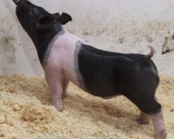 Sire: Try Harder<br>
Sire of Dam: Foresight 115-12<br>
Weight: 58<br>
COMMENTS: <BR>
• The 227 litter Try Harders are maybe as deep of a litter as we have in the offering and we really expect a lot of things out of these barrows. They offer an impeccable skeleton in a stout, hairy package and they read to be the kind that only gets better as they mature. <BR>
• Dam Foresight 115-12 is Anything Goes’ mom and she is one of our very best young sows in production. <BR>
• Study the photos and videos here, we have LOTS of confidence in these guys. They come with as much stoutness as anything and we love their build and maturity pattern! <BR>
• NOTE: Lot 33 had a scrotal hernia that was fixed by out vet last week. He is healing great and doing well.
<BR>
<br>
<a href="https://youtu.be/5VBGNjGgkVE" target="_blank" rel="noopener noreferrer">YOUTUBE LINK</a>