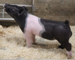 Sire: Try Harder<br>
Sire of Dam: Foresight 115-12<br>
Weight: 56<br>
COMMENTS: <BR>
• The 227 litter Try Harders are maybe as deep of a litter as we have in the offering and we really expect a lot of things out of these barrows. They offer an impeccable skeleton in a stout, hairy package and they read to be the kind that only gets better as they mature. <BR>
• Dam Foresight 115-12 is Anything Goes’ mom and she is one of our very best young sows in production. <BR>
• Study the photos and videos here, we have LOTS of confidence in these guys. They come with as much stoutness as anything and we love their build and maturity pattern! <BR>
• NOTE: Lot 33 had a scrotal hernia that was fixed by out vet last week. He is healing great and doing well.
