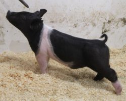 Sire: Try Harder<br>
Sire of Dam: Foresight 115-12<br>
Weight: 45<br>
COMMENTS: <BR>
• The 227 litter Try Harders are maybe as deep of a litter as we have in the offering and we really expect a lot of things out of these barrows. They offer an impeccable skeleton in a stout, hairy package and they read to be the kind that only gets better as they mature. <BR>
• Dam Foresight 115-12 is Anything Goes’ mom and she is one of our very best young sows in production. <BR>
• Study the photos and videos here, we have LOTS of confidence in these guys. They come with as much stoutness as anything and we love their build and maturity pattern! <BR>
• NOTE: Lot 33 had a scrotal hernia that was fixed by out vet last week. He is healing great and doing well.
<BR>
<br>
<a href="https://youtu.be/BUTC8TOZiUw" target="_blank" rel="noopener noreferrer">YOUTUBE LINK</a>