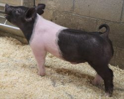Sire: Try Harder<br>
Sire of Dam: Foresight 115-12<br>
Weight: 58<br>
COMMENTS: <BR>
• 35 is a littermate to lot 19 and the whole 230 litter has been extremely good. <BR>
• This guy comes with a gorgeous profile from the side, tons of shape, and still in a stout, bold enough package to win at a high level in 2022. <BR>
• He’s got an incredible momma who has achieved more than almost any sow we’ve ever had. Monster Square 46-1 raised the Grand Barrow at the 2017 Indiana State Fair and the Grand Overall Commercial Gilt at 2018 OYE. She’s old but she’s still around for a reason – she continues to get it done!
<BR>
<br>
<a href="https://youtu.be/W4_eX2DEWqg" target="_blank" rel="noopener noreferrer">YOUTUBE LINK</a>