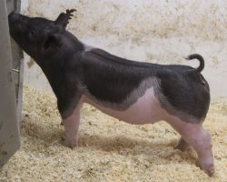 Sire: BD 40-1<br>
Sire of Dam: Foresight 198-6<br>
Weight: 49<br>
COMMENTS: <BR>
• These 226 litter gilts are mates to lots 1, 2, 5, and 6 and no doubt this litter is flat killer! <BR>
• Dam is a dynamite young sow that was a dominant show gilt for Amanda Carter in the northwest in 2020 (Foresight x Blurred Vision x Visionary) <BR>
• They come with stupid bone in an awesome built, square package, and we love their extension and maturity pattern. If you’re looking for a gilt to win at CYAE, Indiana State Fair, or basically anywhere, better check out the 226’s. We have high expectations here! <BR>
<br>
<a href="https://youtu.be/xkg5AvQrmts" target="_blank" rel="noopener noreferrer">YOUTUBE LINK</a>